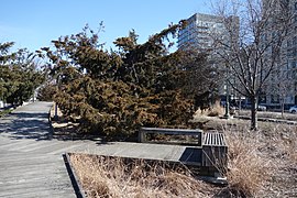 Hudson River Park td (2019-03-27) 027 - Tribeca Native Boardwalk.jpg
