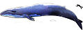 La ballena azul es un filtrador de más de 33 metros de largo y el mayor animal de todos los tiempos.