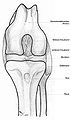 Image 6Dog knee (from Dog anatomy)