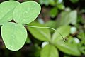 Lathyrus nevadensis