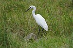 Thumbnail for File:Little egret (Egretta garzetta) 02294.jpg