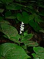 Maianthemum dilatatum