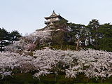 丸岡城の桜