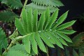 List Melianthus major