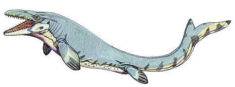 Mosasaurus (Squamata)