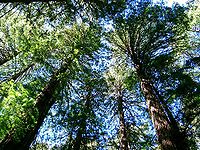 boomkronen in Muir Woods National Monument