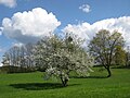 13.4.09 Naturpark Bayerischer Wald