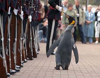 Nils Olav, by Mark Owens