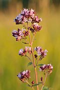 Oregano (Origanum vulgare)