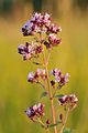 Podčeleď Nepetoideae: dobromysl obecná (Origanum vulgare)