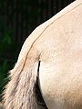 The tail of the Przewalski Horse is different from the normal horse