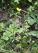 Ranunculus fallax