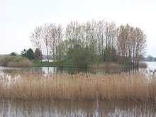 Roselière au lac Amance