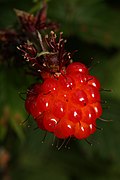 Rubus spectabilis 1564.JPG