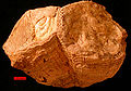 一个双壳纲中的厚壳蛤类化石，发现于阿拉伯联合酋长国的白垩纪末地层。图中的量尺长10毫米。