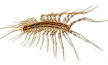 Scutigera coleoptrata (Scutigeromorpha: Scutigeridae)