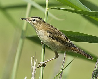 פרט מאירלנד