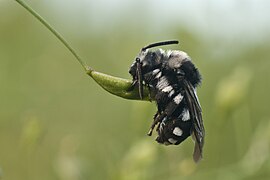 Melecta luctuosa