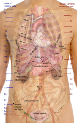 Проекции органов туловища. Чревный ствол посередине