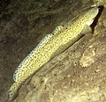 A Burbot