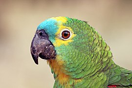 Turquoise-fronted amazon (Amazona aestiva) head.JPG