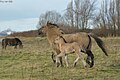 Konik horses.