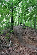 Singletrail am Fuchsberg