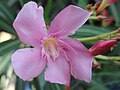 N. oleander, found in Tamil Nadu, Chennai