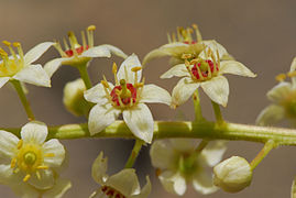 Le miel de ses fleurs est également très apprécié