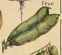 Adolphe Millot legume et plante potageres-pour tous feve.jpg