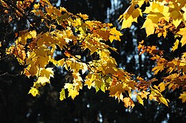 Ahornblätter (Acer) im Herbst.jpg