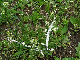 Peronospora sparsa