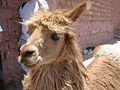 Alpaca