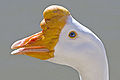 Image 25 Chinese goose head at List of goose breeds More selected pictures