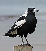 G. t. tyrannica southern Victorian coast