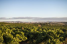 Vignoble de la Barossa Valley.