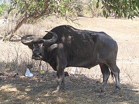 Búfalo-d'água-doméstico (Bubalus bubalis)