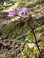 Cardamine nuttallii