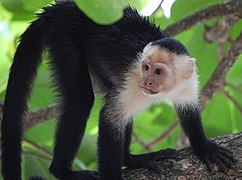 Mono carablanca