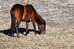 Cheval Florida Cracker dans la Paynes Prairie.