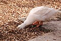 A duck digging for worms