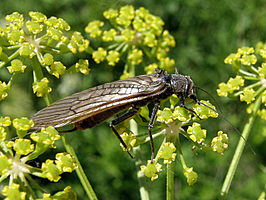 Dinocras cephalotes