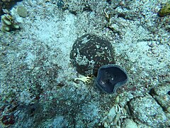 Dying coral Molasses Reef 20230714.jpg