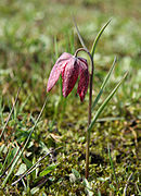 Fritillaria meleagris LJ barje2