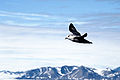 Fulmar boreal volando en Spitsbergen.