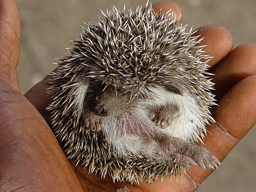 Hedgehog in one hand around the Pendjari in Benin Photograph: GANSO Rockis Gérovenso Sèdodjitché