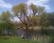 Ilovlya River 001.jpg