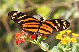 tiikeriliiho (Eueides isabella)