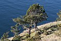 Juniperus maritima