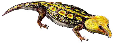 Labidosaurus sp. (Captorhinida) †